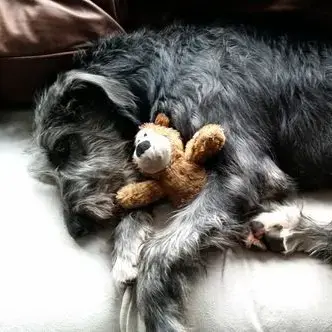 Irish Wolfhound