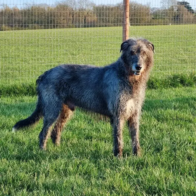 Irish Wolfhound