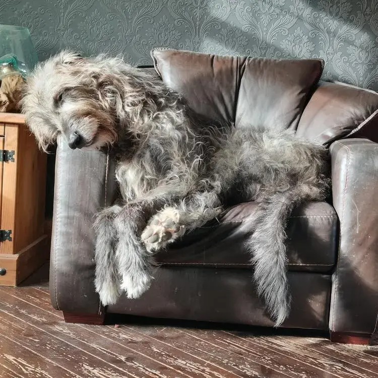 Irish Wolfhound