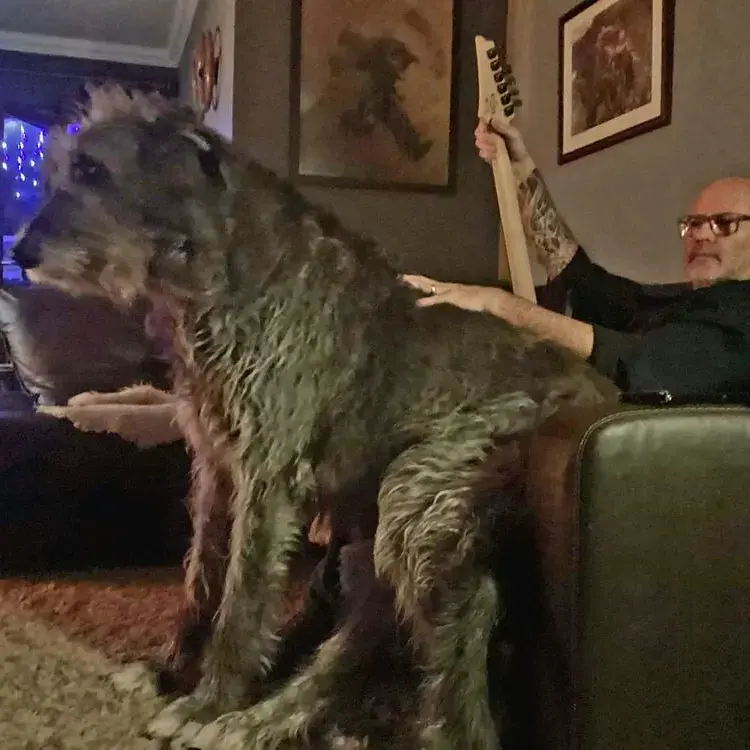 Irish Wolfhound