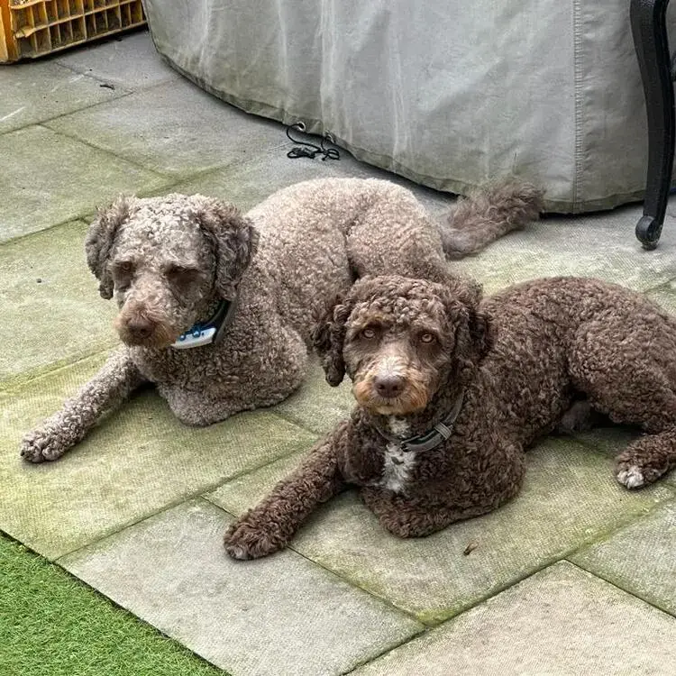 Spanish Water Dog