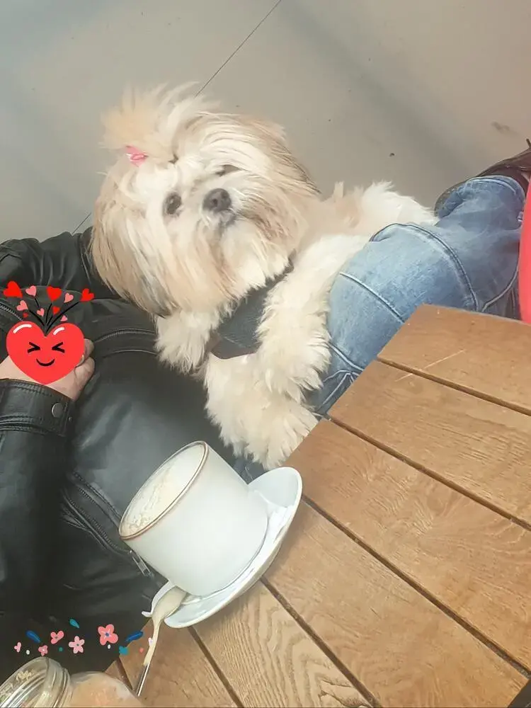 Lhasa Apso