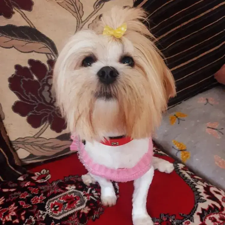 Lhasa Apso