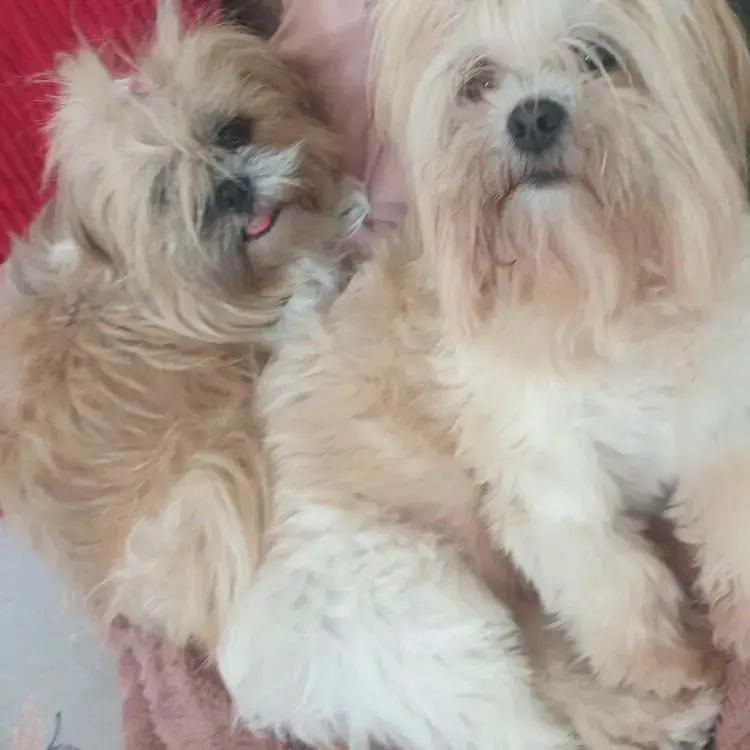 Lhasa Apso