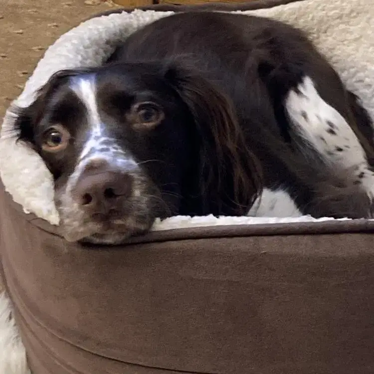 Cocker Spaniel (English)