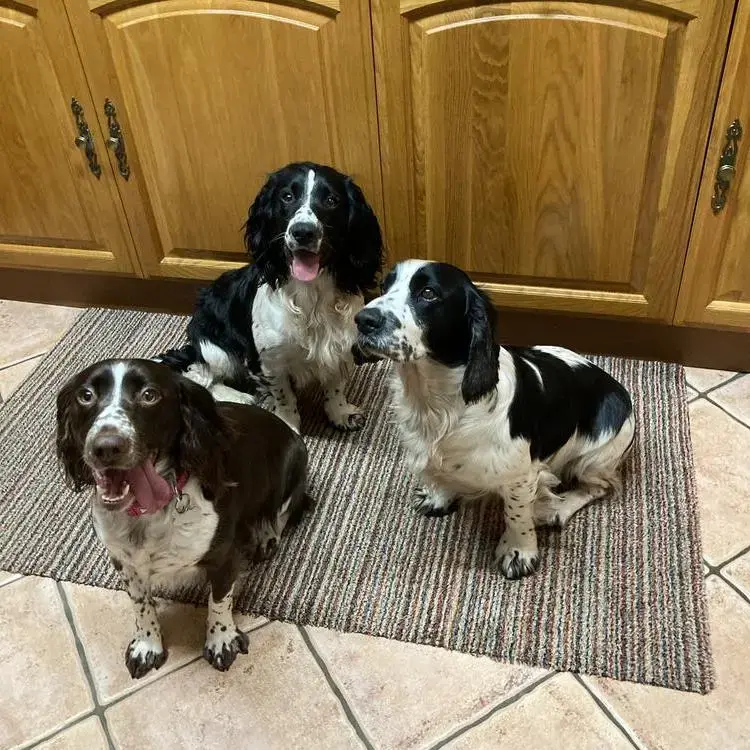 Cocker Spaniel (English)