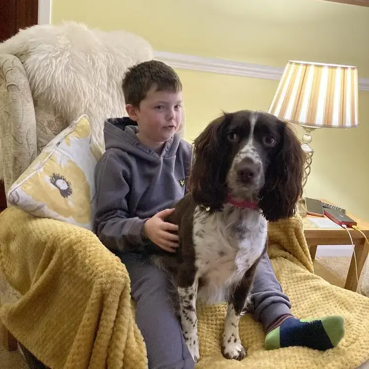 Cocker Spaniel (English)