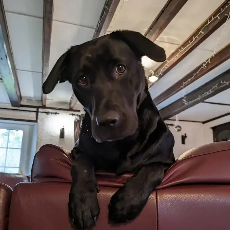 Labrador Retriever