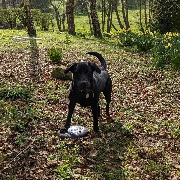 Labrador Retriever