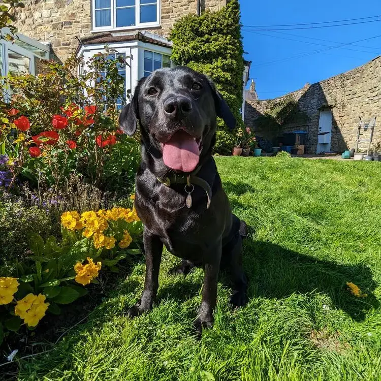 Labrador Retriever