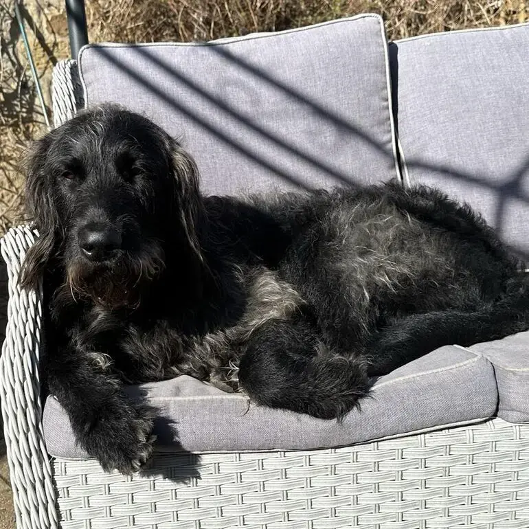 Labradoodle