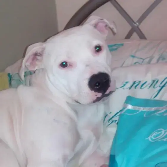 Staffordshire Bull Terrier