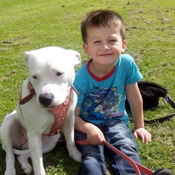 Staffordshire Bull Terrier