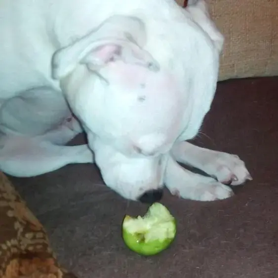 Staffordshire Bull Terrier