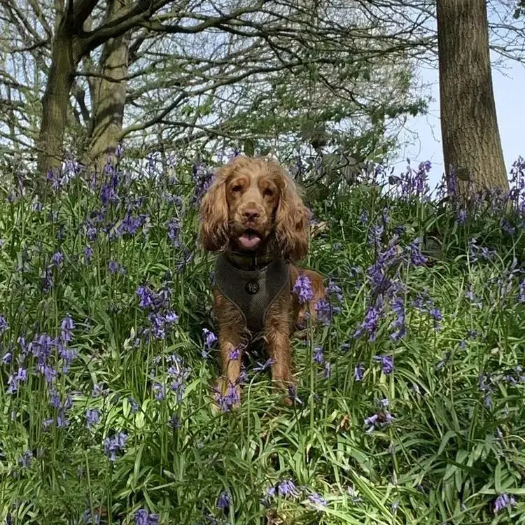 Cocker Spaniel (English)