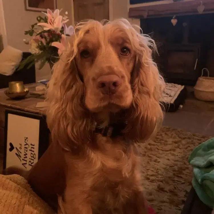 Cocker Spaniel (English)