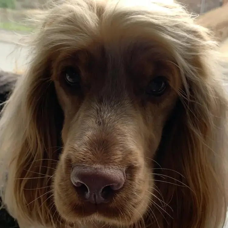 Cocker Spaniel (English)