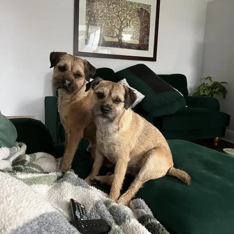 Border Terrier