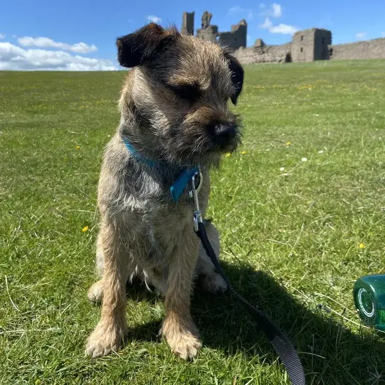 Border Terrier