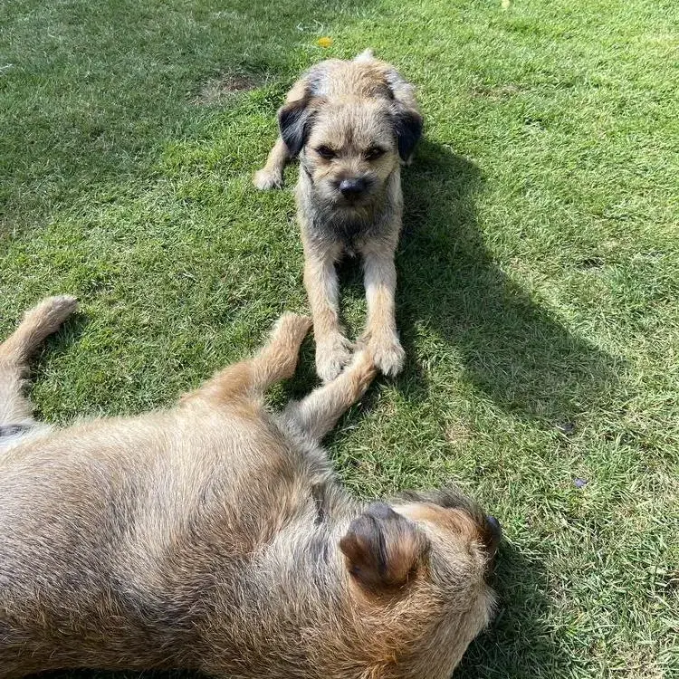 Border Terrier