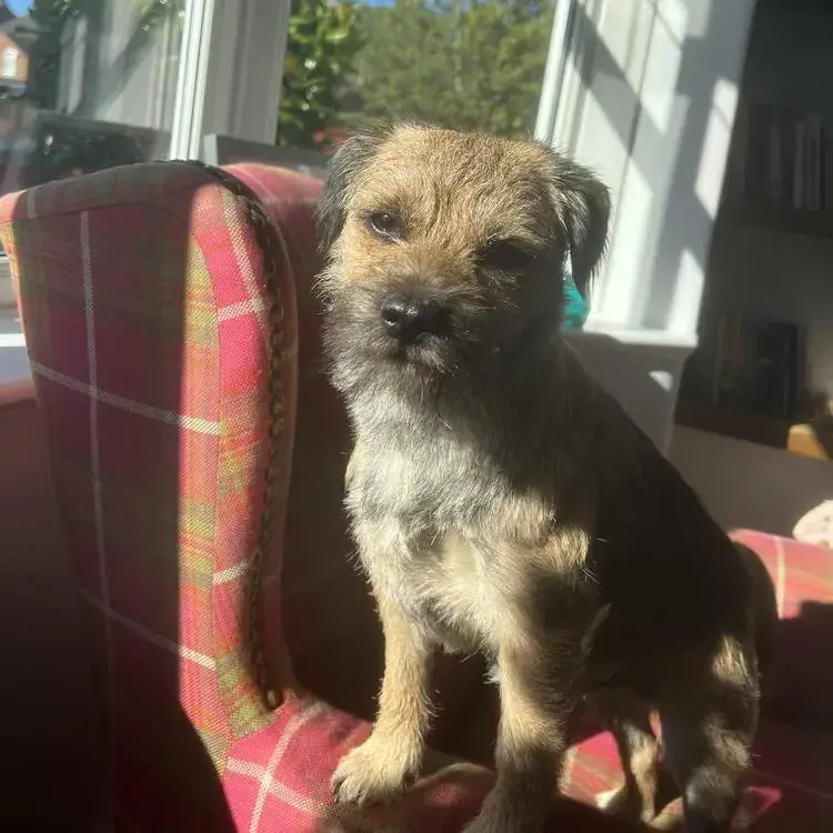 Border Terrier