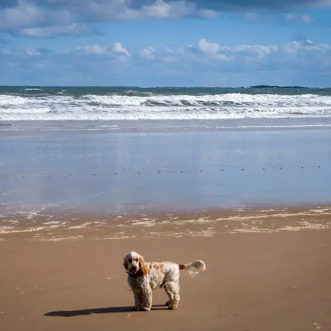 Cocker Spaniel (English)