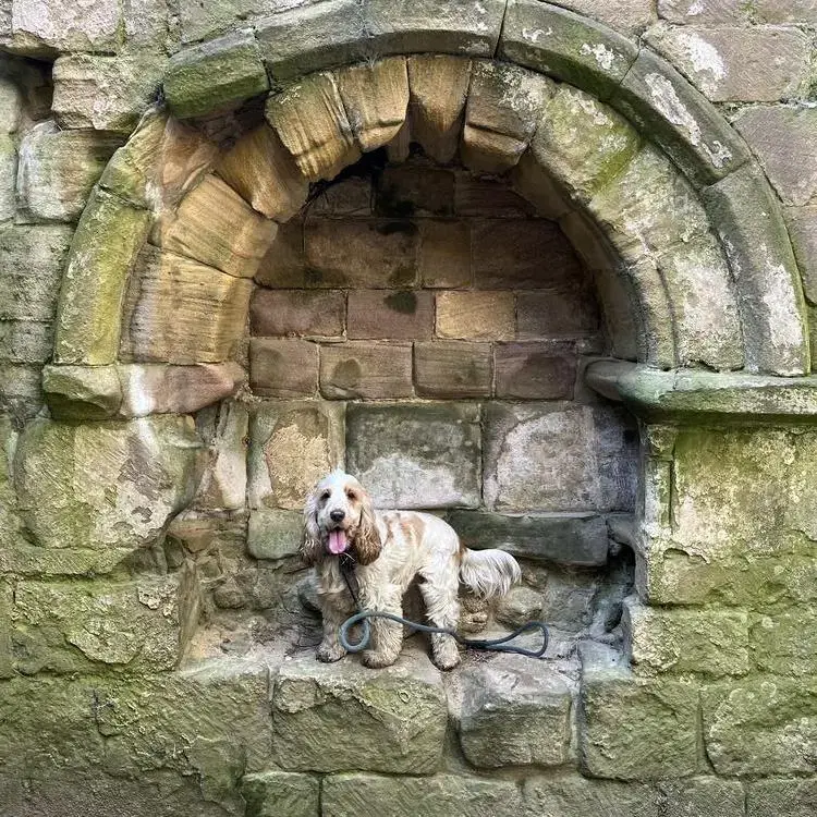 Cocker Spaniel (English)