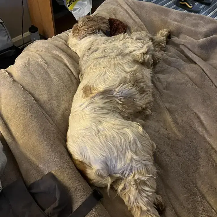 Cocker Spaniel (English)