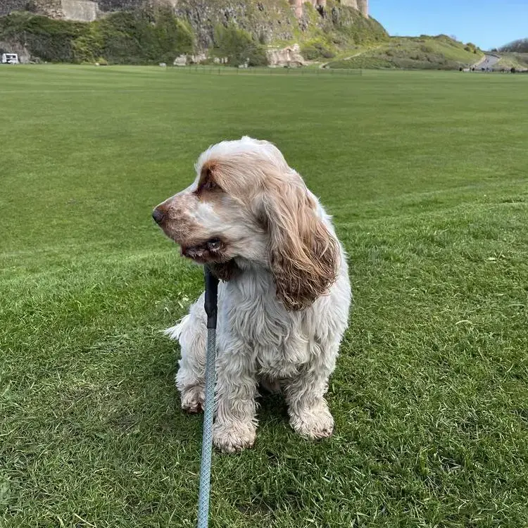 Cocker Spaniel (English)