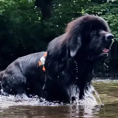 Newfoundland