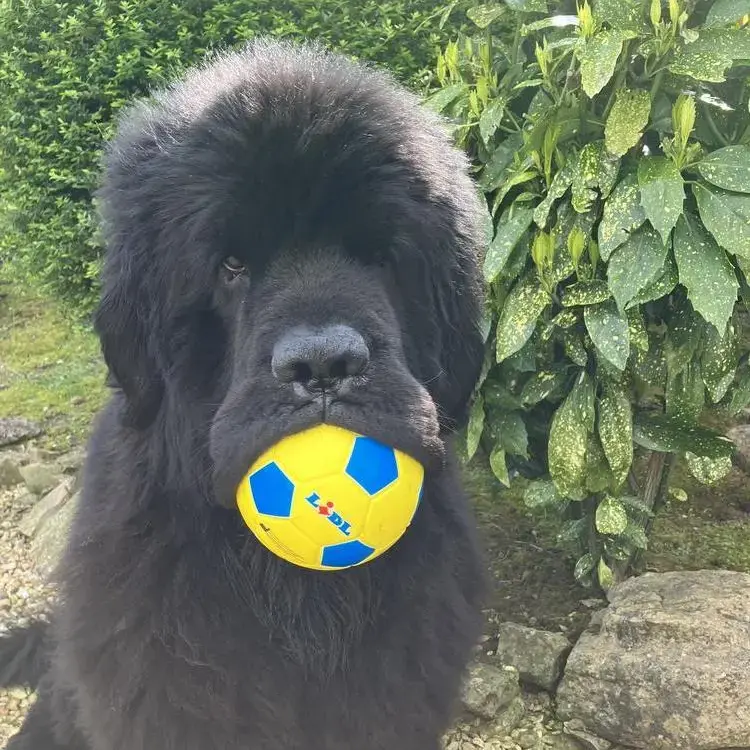 Newfoundland