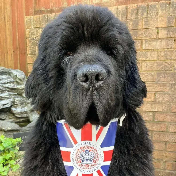 Newfoundland