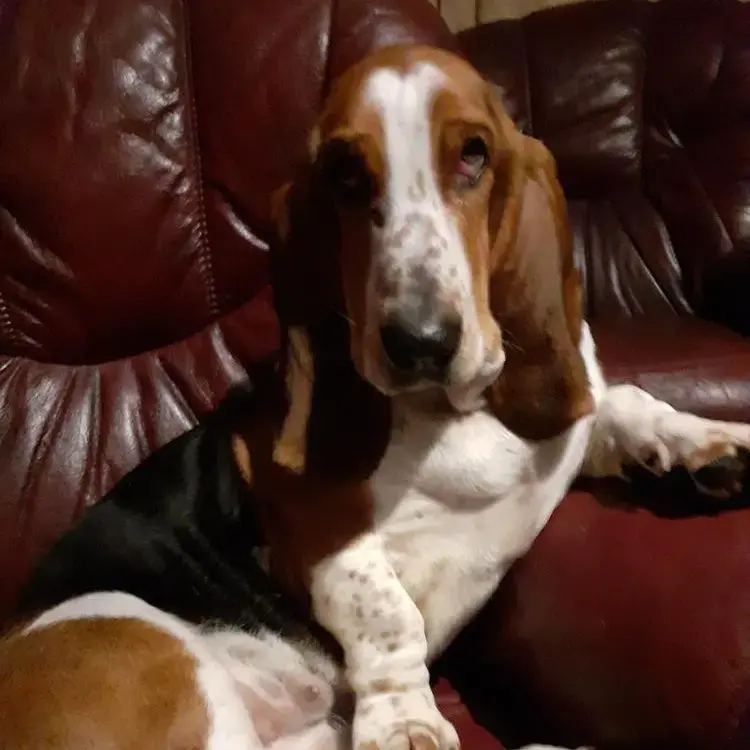 Basset Hound