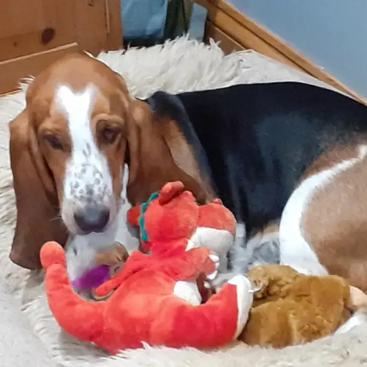 Basset Hound