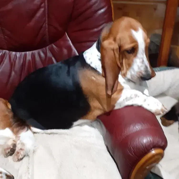 Basset Hound
