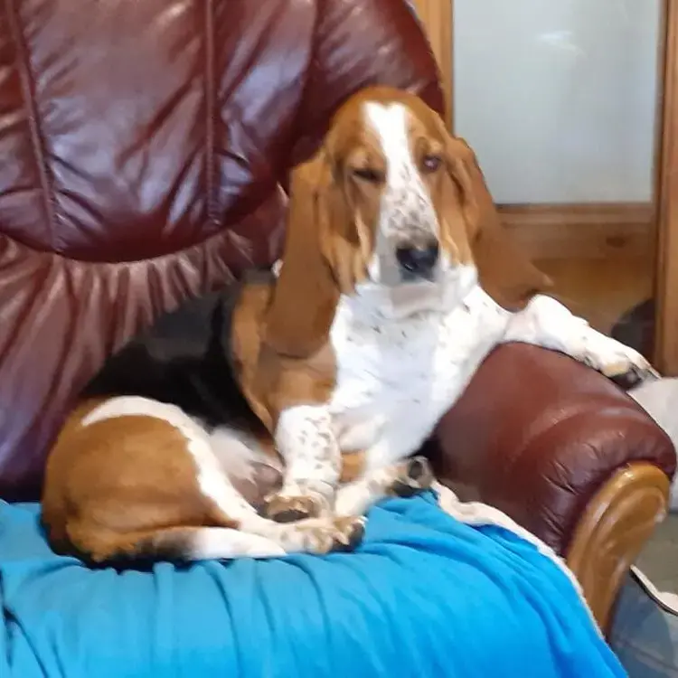 Basset Hound