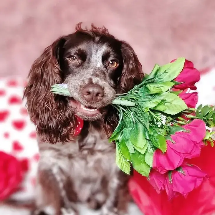 Cocker Spaniel (English)