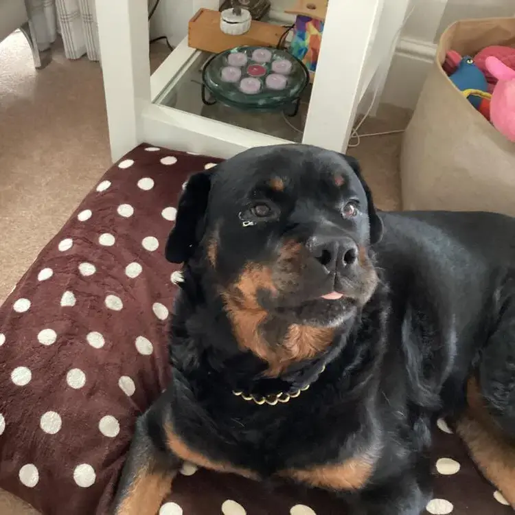 Rottweiler
