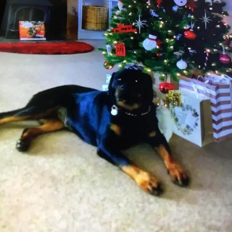 Rottweiler