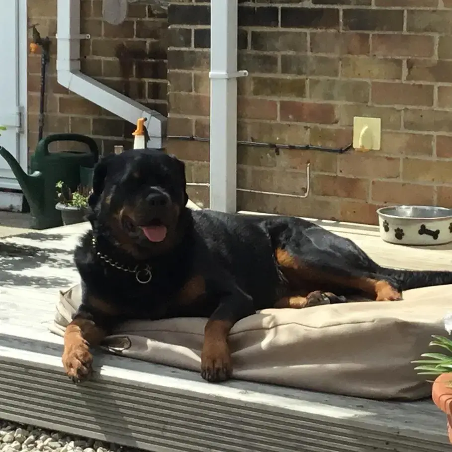 Rottweiler