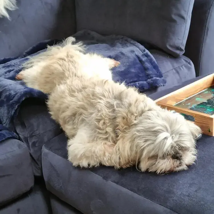 Shih Tzu