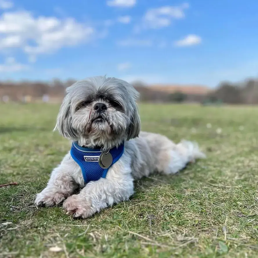 Shih Tzu