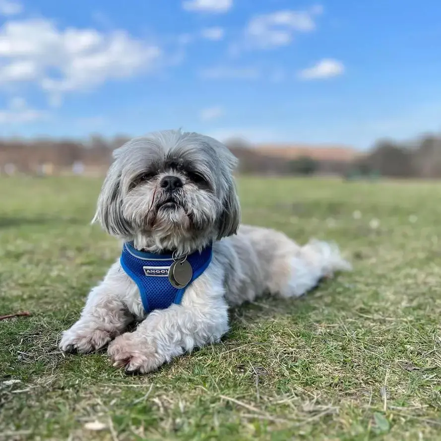 Teddy the Shih Tzu A Purina Owner Story Purina UK