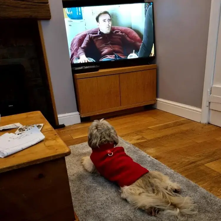 Shih Tzu