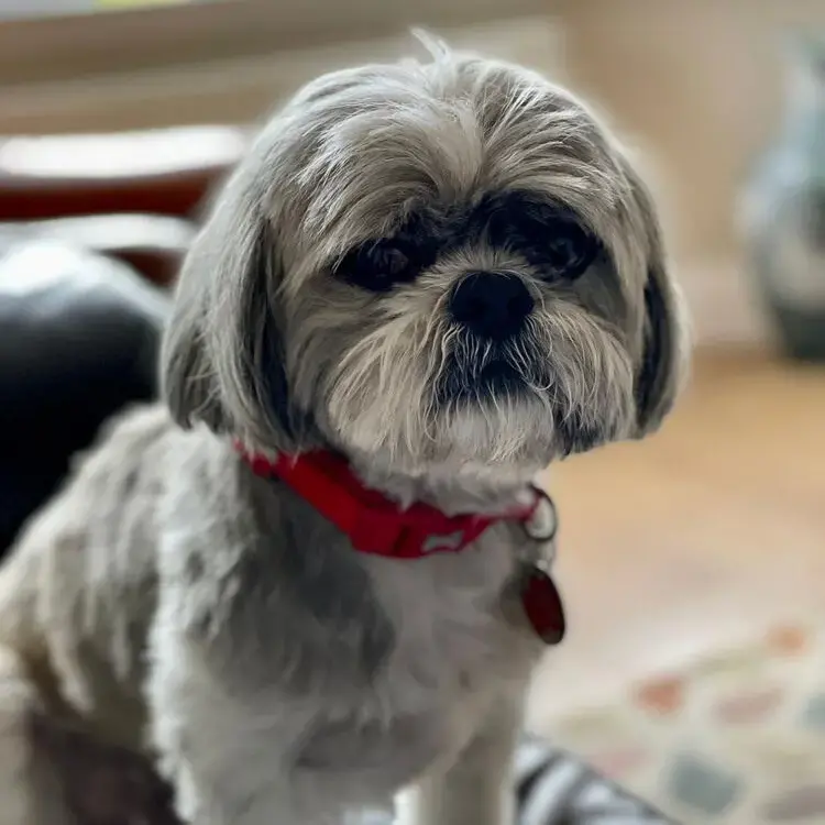 Shih Tzu