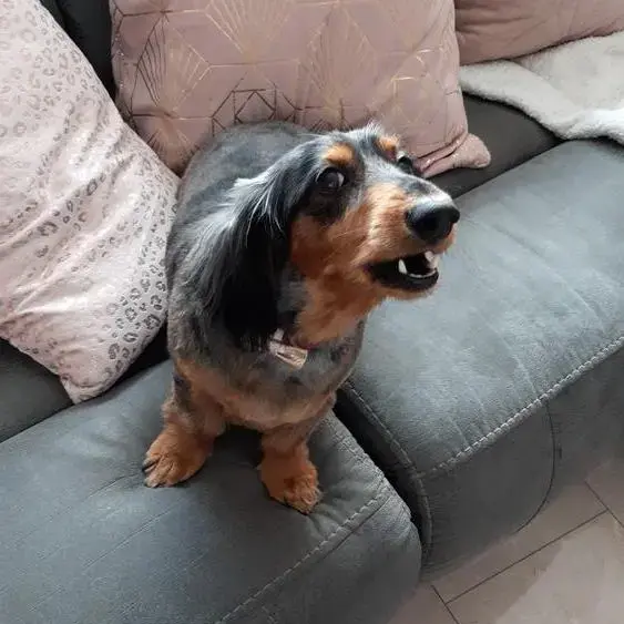 Dachshund (Miniature Long-Haired)