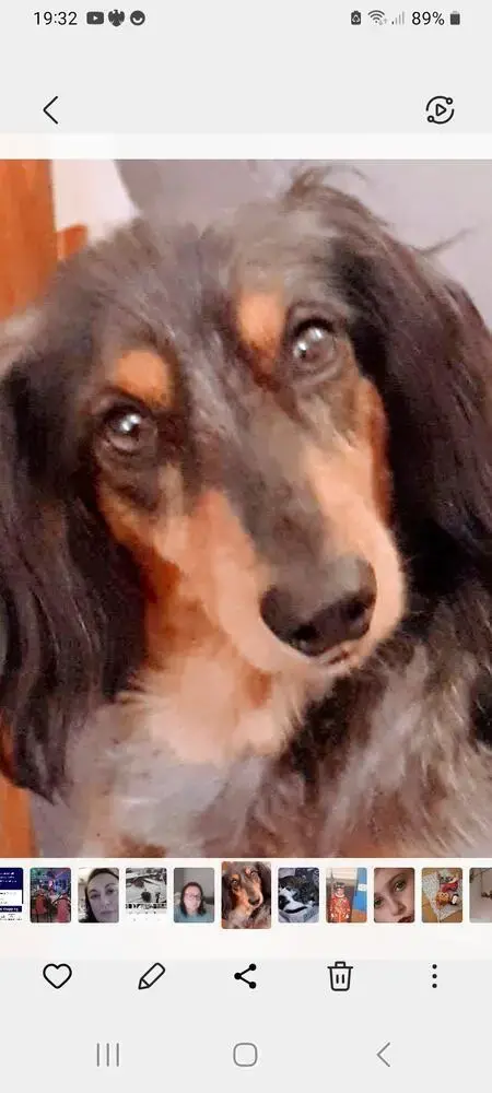 Dachshund (Miniature Long-Haired)