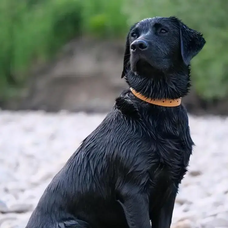 Purina labrador top