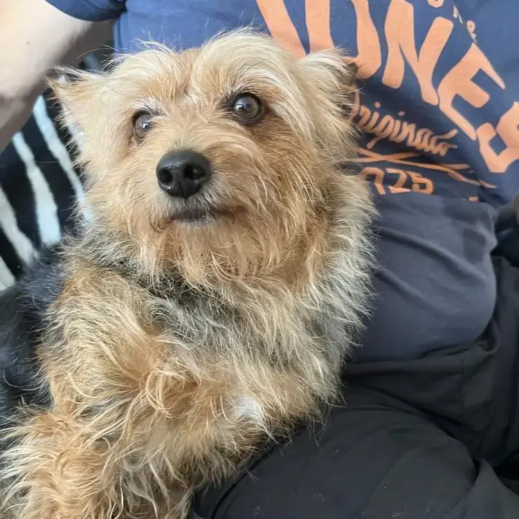 Purina yorkshire terrier online