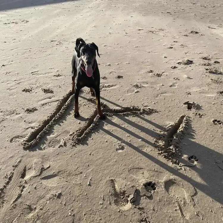 Dobermann